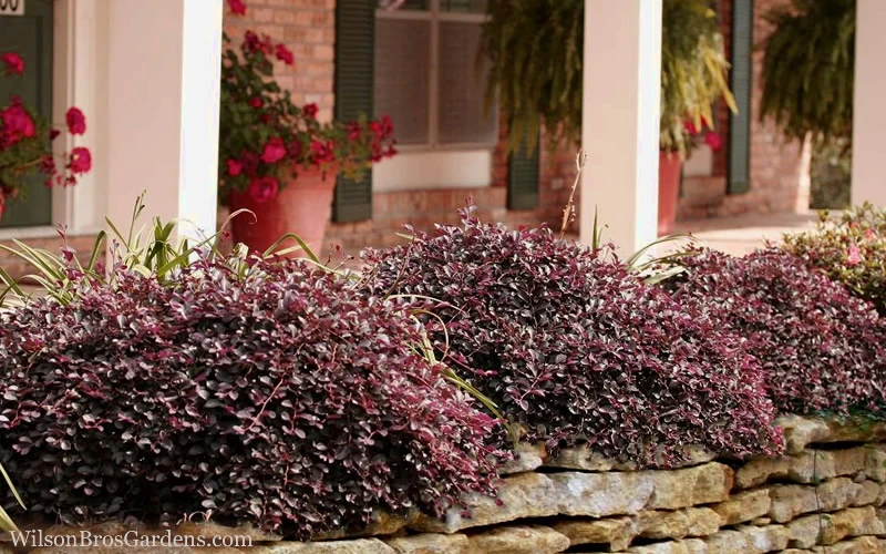 Purple Pixie Loropetalum - 1 Gallon Pot 6 Purple Pixie Loropetalum - 1 Gallon Pot - Image 4