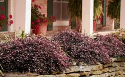 Purple Pixie Loropetalum - 6 Pack Of 1 Gallon Pots -Wilson Bros Garden Loropetalum Purple Pixie 102 6