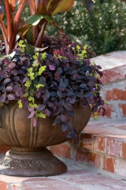 Purple Pixie Loropetalum - 6 Pack Of 1 Gallon Pots -Wilson Bros Garden Loropetalum Purple Pixie 104 6