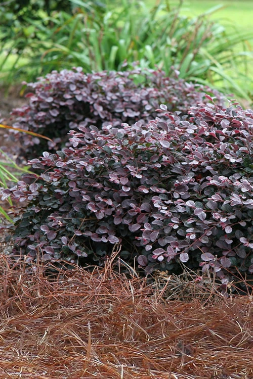 Purple Pixie Loropetalum - 1 Gallon Pot 3 Purple Pixie Loropetalum - 1 Gallon Pot