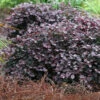 Purple Pixie Loropetalum - 3 Gallon Pot -Wilson Bros Garden Loropetalum Purple Pixie 105 5