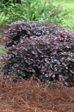 Purple Pixie Loropetalum - 3 Gallon Pot