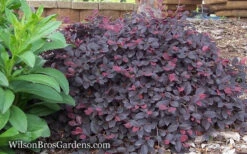 Purple Pixie Loropetalum - 6 Pack Of 1 Gallon Pots -Wilson Bros Garden Loropetalum Purple Pixie 12 6