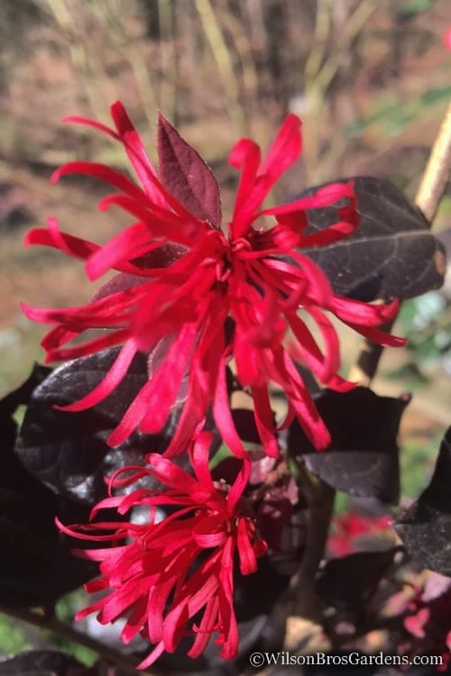 Red Diamond Loropetalum - 2 Gallon Pot 3 Red Diamond Loropetalum - 2 Gallon Pot