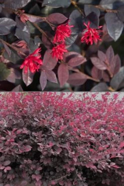 Red Diamond Loropetalum - 1 Gallon Pot -Wilson Bros Garden Loropetalum Red Diamond 500x750 3