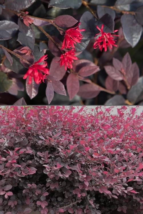 Red Diamond Loropetalum - 2 Gallon Pot 7 Red Diamond Loropetalum - 2 Gallon Pot - Image 5