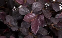 Red Diamond Loropetalum - 1 Gallon Pot -Wilson Bros Garden LoropetalumRedDiamond 3 2