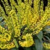 Marvel Mahonia - 3 Gallon Pot -Wilson Bros Garden Mahonia Marvel 10