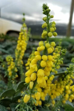 Marvel Mahonia - 2 Gallon Pot -Wilson Bros Garden Mahonia Marvel 11 1