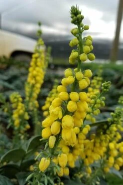 Marvel Mahonia - 3 Gallon Pot -Wilson Bros Garden Mahonia Marvel 11
