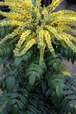 Marvel Mahonia - 3 Gallon Pot -Wilson Bros Garden Mahonia Marvel 500x750 1