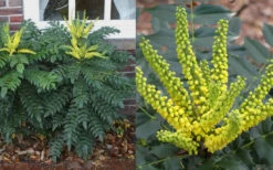 Marvel Mahonia - 2 Gallon Pot -Wilson Bros Garden Mahonia Marvel Flowers 1