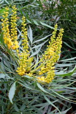 Soft Caress Mahonia - 2 Gallon Pot 15 Soft Caress Mahonia - 2 Gallon Pot -Wilson Bros Garden Mahonia Soft Caress 10 1