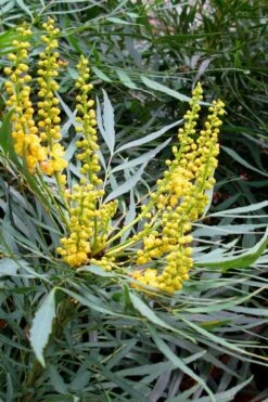 Soft Caress Mahonia - 3 Gallon Pot -Wilson Bros Garden Mahonia Soft Caress 10