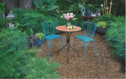 Soft Caress Mahonia - 2 Gallon Pot 12 Soft Caress Mahonia - 2 Gallon Pot -Wilson Bros Garden Mahonia Soft Caress 13 1