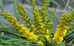 Soft Caress Mahonia - 1 Gallon Pot -Wilson Bros Garden Mahonia Soft Caress Flowers 2 2