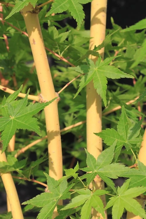 Bihou Yellow Bark Japanese Maple - 3 Gallon Pot 3 Bihou Yellow Bark Japanese Maple - 3 Gallon Pot