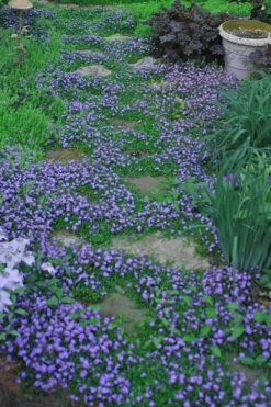 Blue Flowering Mazus - 36 Pack Of 3.5" Pint Pots 13 Blue Flowering Mazus - 36 Pack Of 3.5" Pint Pots -Wilson Bros Garden Masuz Blue 10