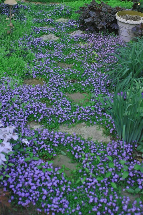 Blue Flowering Mazus - 36 Pack Of 3.5" Pint Pots 7 Blue Flowering Mazus - 36 Pack Of 3.5" Pint Pots - Image 5