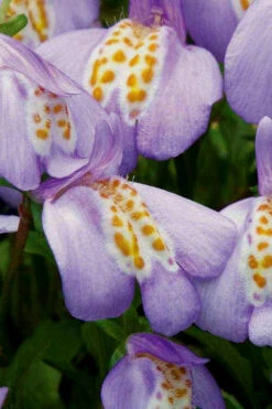 Blue Flowering Mazus - 36 Pack Of 3.5" Pint Pots 12 Blue Flowering Mazus - 36 Pack Of 3.5" Pint Pots -Wilson Bros Garden Masuz Blue 4