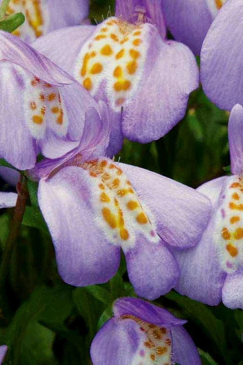 Blue Flowering Mazus - 36 Pack Of 3.5" Pint Pots 6 Blue Flowering Mazus - 36 Pack Of 3.5" Pint Pots - Image 4