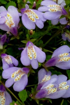 Blue Flowering Mazus - 18 Pack Of 3.5" Pint Pots -Wilson Bros Garden Masuz Blue 5 1