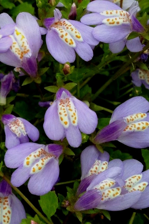 Blue Flowering Mazus - 6 Pack Of Pint Pots 8 Blue Flowering Mazus - 6 Pack Of Pint Pots - Image 6