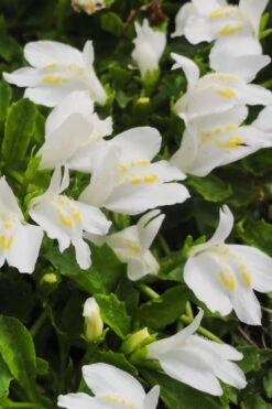 White Flowering Mazus - 5 Pack Of Pint Pots -Wilson Bros Garden Masuz White 2 1