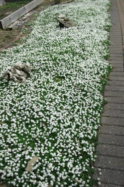 White Flowering Mazus - 5 Pack Of Pint Pots -Wilson Bros Garden Masuz White 3 1