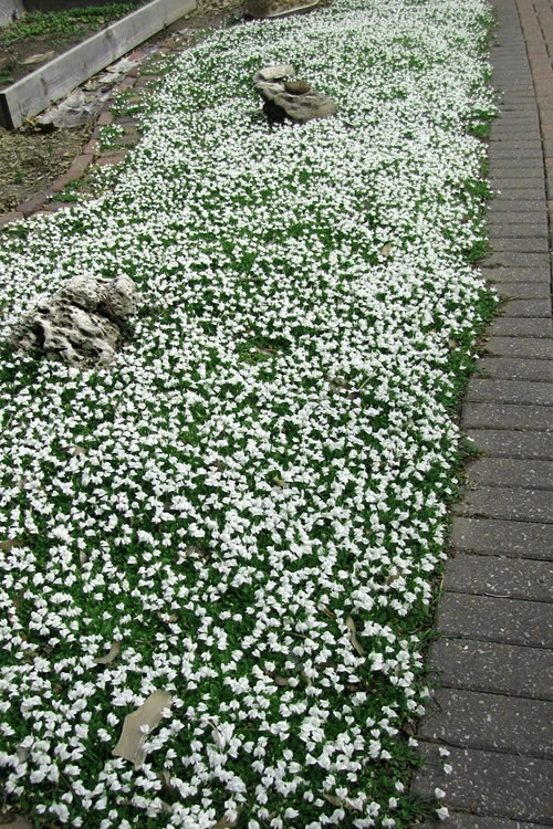 White Flowering Mazus - 18-Pack Of Pint Pots 7 White Flowering Mazus - 18-Pack Of Pint Pots - Image 5