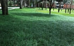 Tall Mondo Grass - 54 Count Flat Of Pint Pots -Wilson Bros Garden Mondo Grass 21 2