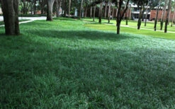 Tall Mondo Grass - 72 Pack Of 3.5" Pint Pots -Wilson Bros Garden Mondo Grass 21 4