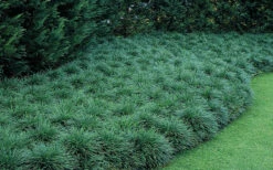 Tall Mondo Grass - 10 Count Flat Of Pint Pots -Wilson Bros Garden Mondo Grass 50