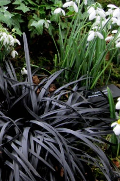 Black Mondo Grass - Ophiopogon Planiscapus 'Nigrescens' - 18 Count Flat Of Pint Pots -Wilson Bros Garden Mondo Grass Black 11