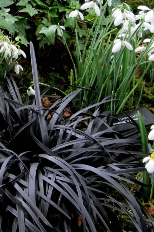 Black Mondo Grass (Ophiopogon Planiscapus 'Nigrescens') - 5 Pack Of Quart Pots 8 Black Mondo Grass (Ophiopogon Planiscapus 'Nigrescens') - 5 Pack Of Quart Pots - Image 6