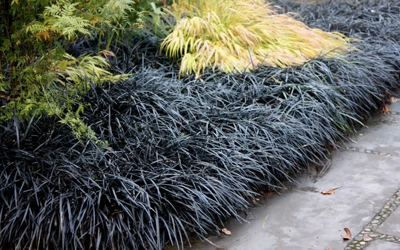 Black Mondo Grass (Ophiopogon Planiscapus 'Nigrescens') - 5 Pack Of Quart Pots 7 Black Mondo Grass (Ophiopogon Planiscapus 'Nigrescens') - 5 Pack Of Quart Pots - Image 5