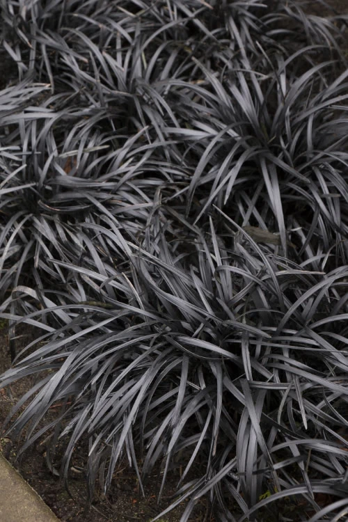 Black Mondo Grass - Ophiopogon Planiscapus 'Nigrescens' - 10 Pack Of Pint Pots 3 Black Mondo Grass - Ophiopogon Planiscapus 'Nigrescens' - 10 Pack Of Pint Pots