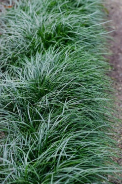 Tall Mondo Grass - 18 Count Flat Of Pint Pots -Wilson Bros Garden Mondo Grass Black 23 1