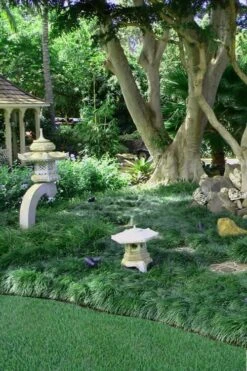 Tall Mondo Grass - 6 Pack Of 1 Gallon Pots - ON SALE! -Wilson Bros Garden Mondo Grass Black 25