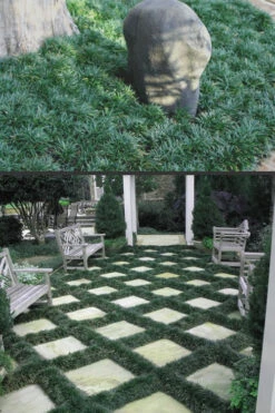 Dwarf Mondo Grass - 5 Pack Of Pint Pots -Wilson Bros Garden Mondo Grass Dwarf Rev 500x750 3