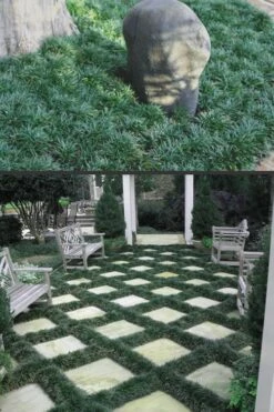 Dwarf Mondo Grass - 32 Pack Of 2.5" Pots 13 Dwarf Mondo Grass - 32 Pack Of 2.5" Pots -Wilson Bros Garden Mondo Grass Dwarf Rev 500x750 5