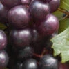 Creek Black Muscadine Grape Vine - 1 Gallon Pot -Wilson Bros Garden Muscadine Creek 1