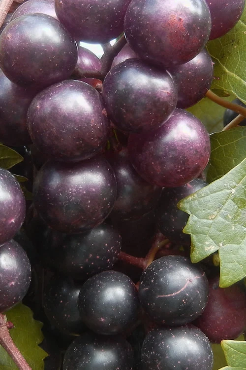 Creek Black Muscadine Grape Vine - 1 Gallon Pot 3 Creek Black Muscadine Grape Vine - 1 Gallon Pot