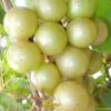 Doreen Bronze Muscadine Grape Vine (Self Fertile) - 1 Gallon Pot -Wilson Bros Garden Muscadine Doreen 1