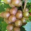 Fry Bronze Muscadine Grape Vine - 1 Gallon Pot -Wilson Bros Garden Muscadine Fry 1