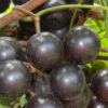 Lane Muscadine Grape Vine (Self Fertile) - 1 Gallon Pot -Wilson Bros Garden Muscadine Lane 500x750 2