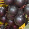 Nesbitt Muscadine Grape Vine - 1 Gallon Pot 2 Nesbitt Muscadine Grape Vine - 1 Gallon Pot -Wilson Bros Garden Muscadine Nesbitt 500x750 2
