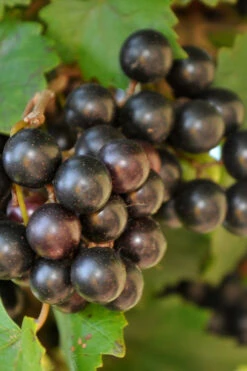 Noble Muscadine Grape Vine (Self Fertile) - 1 Gallon Pot