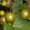 Summit Muscadine - 1 Gallon Pot -Wilson Bros Garden Muscadine Summit 500x750 2