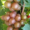 Triumph Muscadine Grape Vine - 2 Gallon Pot 1 Triumph Muscadine Grape Vine - 2 Gallon Pot -Wilson Bros Garden Muscadine Triumph 1 1
